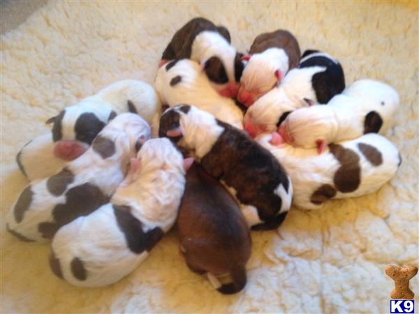 bethsbullys Picture 2
